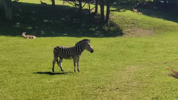 Zebra pasąca się na łące, w tle antylopa i jelenie