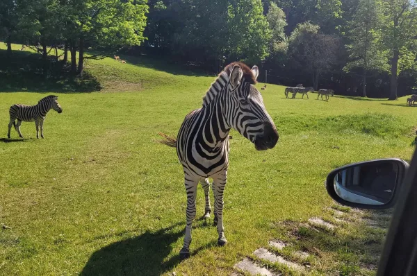 Zebra tuż przy samochodzie na safari, w tle stado zebr na łące